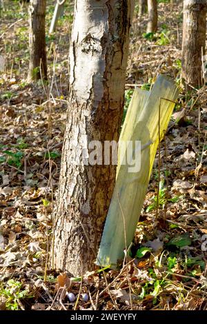 Close up showing the protective plastic tube that surrounded the trunk of a young tree being discarded as the tree matures and outgrows it. Stock Photo