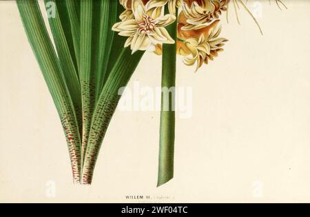 Annales d'horticulture et de botanique, ou Flore des jardins du royaume des Pays-Bas, et histoire des plantes cultivées les plus intéressantes des possessions néerlandaises aux Indes orientales, en Stock Photo