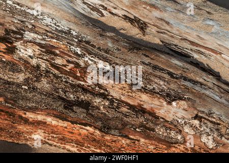 Close-up of a dry tree bark texture on the beach Stock Photo