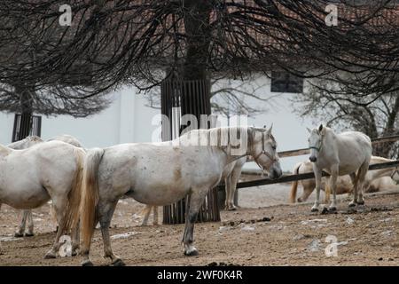 White horses lipizzaner in the yard of Lipica stud farm Stock Photo