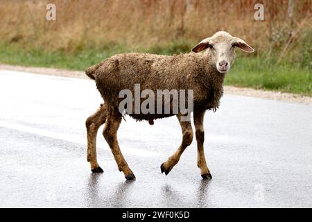 The lost wet lamb on a rainy road Stock Photo