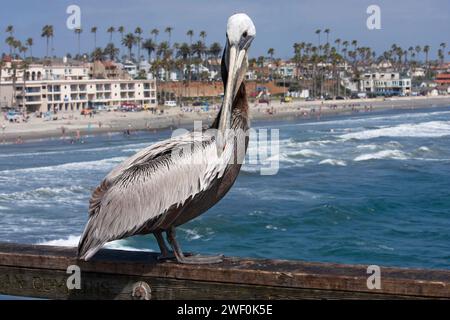 Bird Pelican on a bridge above the Ocean sea water Stock Photo