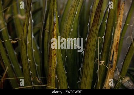 Sharp Thorns Line The Leaves Of Lechuguilla Plant in Big Bend Stock Photo