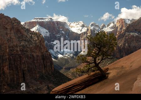 Small Tree Grows From The Sandstone Rocks At Canyon Overlook In Zion National Park Stock Photo