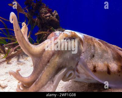 Common cuttlefish (Sepia officinalis) in blue zoo aquarium Stock Photo