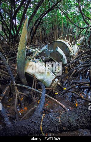 Crashed WW2 Grumman TBF Avenger, 45966, torpedo bomber, in a mangrove swamp, from the Battle of Peleliu, 1944. Peleliu. Palau Islands, Micronesia Stock Photo