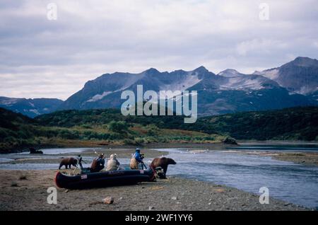 Photographing Brown Bears, Ursus Arctos, Grizzly Bear, Ursus Horribils 