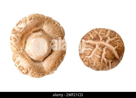 Top view of fresh and dry shiitake mushroom in set is isolated  on white background with clipping path. Stock Photo