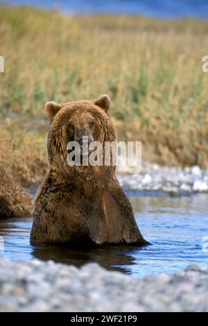 brown bear, Ursus arctos, grizzly bear, Ursus horribils, taking a bath along east coast of Katmai National Park, Alaskan peninsula Stock Photo