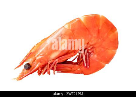 Red cooked or steamed prawn or shrimp is isolated on white background with clipping path. Stock Photo