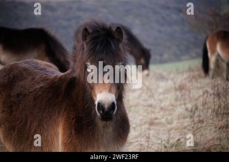 Exmoor Pony Stock Photo