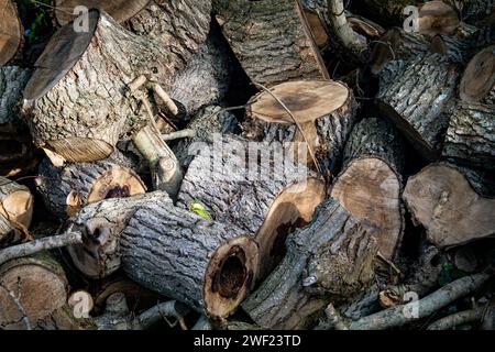 Log Pile Stock Photo