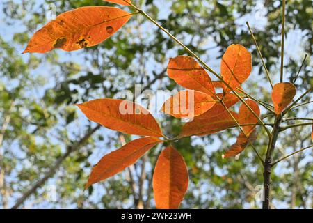 View of the rubber leaves that turned to orange color on a twig which are ready to fall in the upcoming dry season Stock Photo