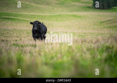 stud prime beef wagyu bull in a grass fed free range farm in a farming landscape. top quailty meat Stock Photo