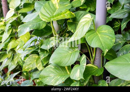 Epipremnum Aureum Giant Golden Pothos foliage of tropical plant Stock Photo