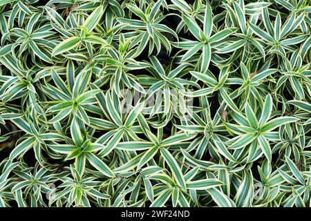 Spider Ivy or Chlorophytum Comosum plants background Stock Photo