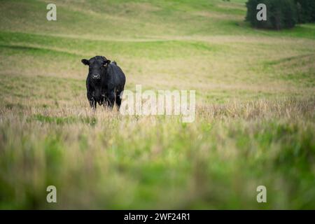 stud prime beef wagyu bull in a grass fed free range farm in a farming landscape. top quailty meat Stock Photo