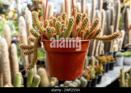 Close up of Mammillaria Elongata Red Form on a hanging pot Stock Photo