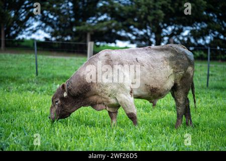 stud prime beef wagyu bull in a grass fed free range farm in a farming landscape. top quailty meat Stock Photo