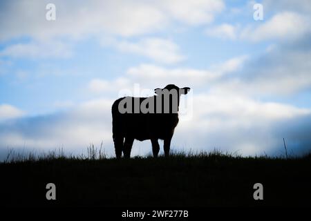 silhouette of a cow standing on a hill grazing in a field with blue sky and clouds behind Stock Photo