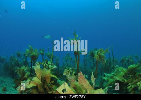 Very well camouflaged leatherjacket Parika scaber hiding among fronds of Ecklonia radiata. Location: Leigh New Zealand Stock Photo