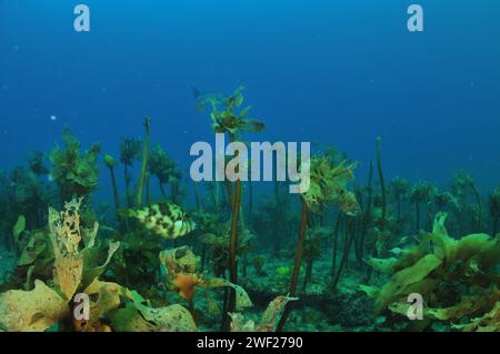 Very well camouflaged triggerfish Parika scaber hiding among fronds of Ecklonia radiata. Location: Leigh New Zealand Stock Photo