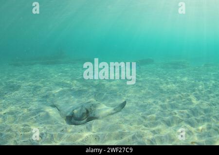 New Zealand eagle ray on sandy bottom in shallow water in evening light. Location: Leigh New Zealand Stock Photo