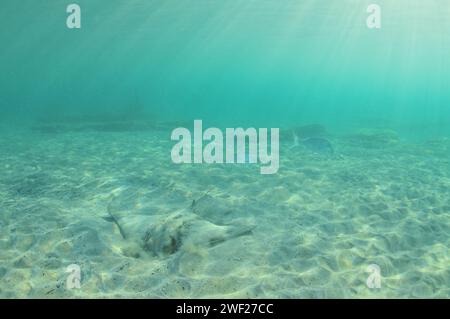 New Zealand eagle ray digging in sand in shallow water in evening light ...
