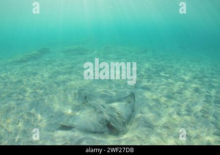 New Zealand eagle ray digging in sand in shallow water in evening light ...