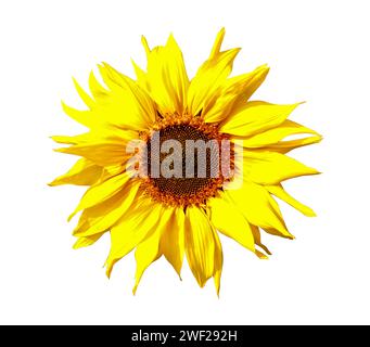 Sunflowers are isolated on a white background with a clipping path. Close-up. Stock Photo
