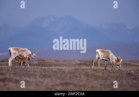 barren ground caribou, Rangifer tarandus, cows with calves on the 1002 coastal plain of the Arctic National Wildlife Refuge, Alaska Stock Photo