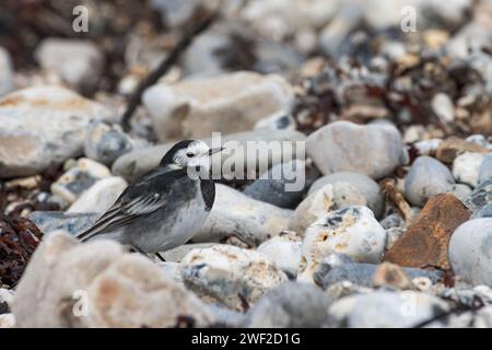 Pied Wagtail [ Motacilla alba ] amongst pebbles on the beach at Lyme Regis, UK Stock Photo