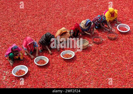 Bogura, Dhaka, Bangladesh. 28th Jan, 2024. Workers sort through millions of chilli peppers which create a sea of red covering acres of land in Bogura, Bangladesh. They sort the rotten and broken chilli peppers out to separate the poor quality ones which won't sell. In a line, the pickers ""“ who are paid less than Â£3 for a 9-hour shift ""“ slowly move forward with their baskets to separate the bad from the good after the chilies have been dried in the sun for a week. Credit: ZUMA Press, Inc./Ģ����ý Live News Stock Photo