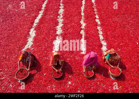 Bogura, Dhaka, Bangladesh. 28th Jan, 2024. Workers sort through millions of chilli peppers which create a sea of red covering acres of land in Bogura, Bangladesh. They sort the rotten and broken chilli peppers out to separate the poor quality ones which won't sell. In a line, the pickers ""“ who are paid less than Â£3 for a 9-hour shift ""“ slowly move forward with their baskets to separate the bad from the good after the chilies have been dried in the sun for a week. Credit: ZUMA Press, Inc./Ģ����ý Live News Stock Photo