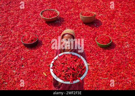 Bogura, Dhaka, Bangladesh. 28th Jan, 2024. Workers sort through millions of chilli peppers which create a sea of red covering acres of land in Bogura, Bangladesh. They sort the rotten and broken chilli peppers out to separate the poor quality ones which won't sell. In a line, the pickers ""“ who are paid less than Â£3 for a 9-hour shift ""“ slowly move forward with their baskets to separate the bad from the good after the chilies have been dried in the sun for a week. Credit: ZUMA Press, Inc./Ģ����ý Live News Stock Photo
