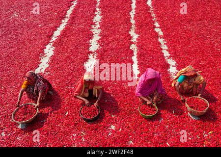 Bogura, Dhaka, Bangladesh. 28th Jan, 2024. Workers sort through millions of chilli peppers which create a sea of red covering acres of land in Bogura, Bangladesh. They sort the rotten and broken chilli peppers out to separate the poor quality ones which won't sell. In a line, the pickers ''“ who are paid less than Â£3 for a 9-hour shift ''“ slowly move forward with their baskets to separate the bad from the good after the chilies have been dried in the sun for a week. Credit: ZUMA Press, Inc./Alamy Live News Stock Photo