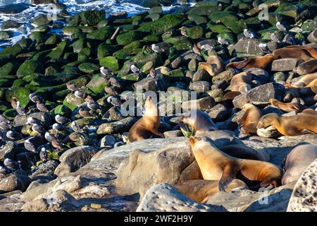 Colony of Seals and Sea Birds on multi colored rocks.  La Jolla Cove Marine Wildlife reserve San Diego California Southwest USA Stock Photo