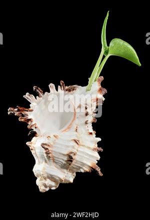 Close-up of Murex Indivia Longspine sea shell on a black background Stock Photo