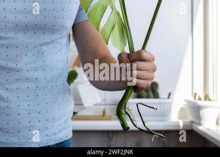 Man doing replant monstera to new pot at home. Pulling plant with roots from pot, close-up. Florist gardening at home. Leisure free time hobby Stock Photo