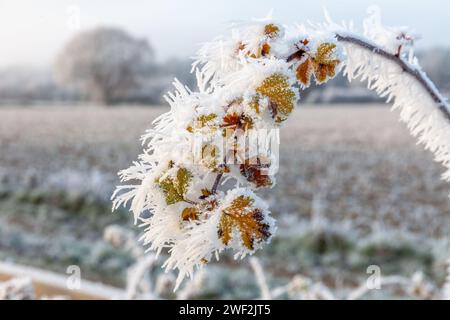 Beautiful ice crystals hanging on a winter plant close up in Norfolk England Stock Photo