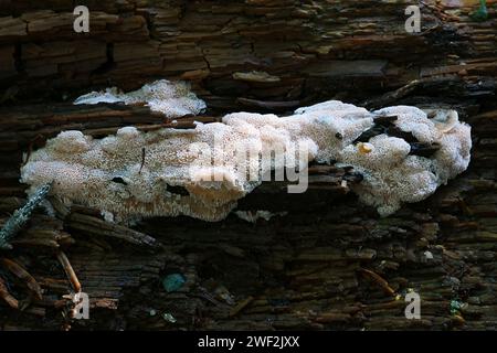 Rhodonia placenta, pink polypore fungus from Finland, no common English name Stock Photo