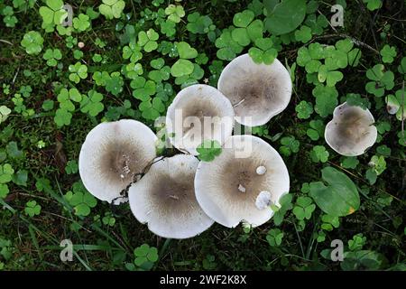 Clitocybe nebularis, known as clouded agaric or cloud funnel, wild edible mushrooms from Finland Stock Photo