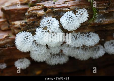 Ceratiomyxa  porioides, also called Ceratiomyxa fructiculosa var. porioides, commonly known as Coral slime mold Stock Photo