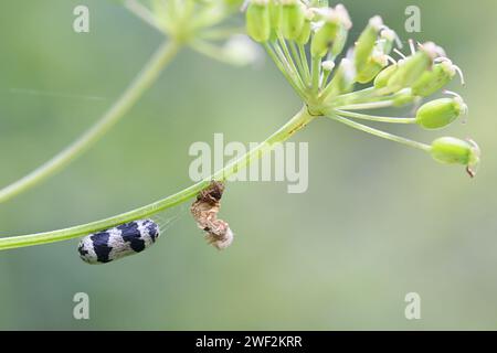Parasitic wasp pupa and moth caterpillar Stock Photo - Alamy