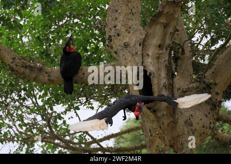 Southern ground hornbill (Bucorvus leadbeateri), adult, pair, feeding, with prey, on tree, at breeding den, Kruger National Park, Kruger National Stock Photo
