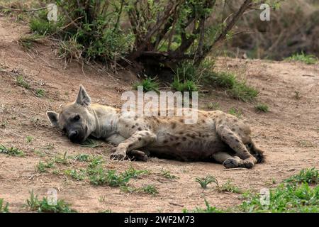 Spotted hyena (Crocuta crocuta), adult, lying, resting, Sabi Sand Game Reserve, Kruger National Park, Kruger National Park, South Africa Stock Photo