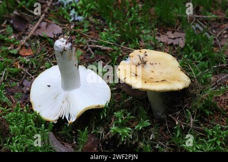 Russula ochroleuca, known as the Ochre Brittlegil, wild mushroom from Finland Stock Photo