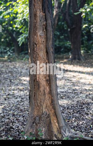 Biodiversity Hotspots: Unraveling the Importance of Dead Trees Stock Photo