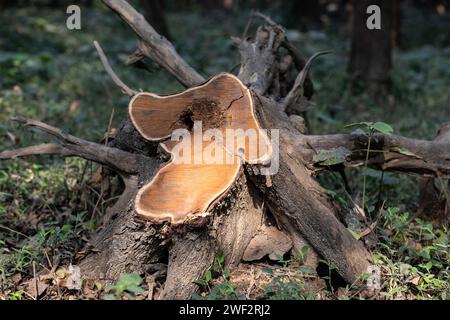 Biodiversity Hotspots: Unraveling the Importance of Dead Trees Stock Photo