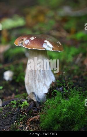 Boletus edulis, known as penny bun, cep, porcino or porcini, wild edible mushroom from Finland Stock Photo